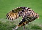 The Nature Trophy for Best Nature Print - European Eagle Owl (Bubo Bubo) by Mark Tomlinson